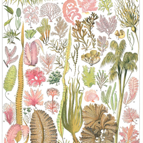 Phycological & Zoological Lithographs
