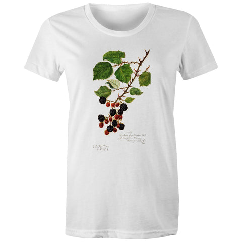 NEW MAPLE - Blackberries