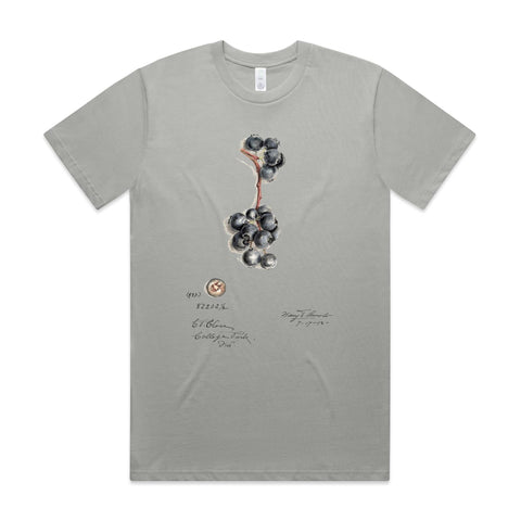 NEW CLASSIC - Blueberries