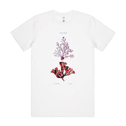 NEW CLASSIC - Corraline and Dulse