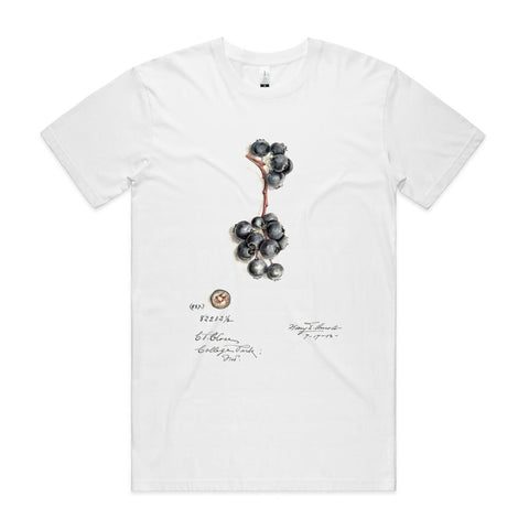 NEW STAPLE - Blueberries