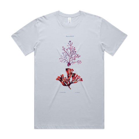 NEW CLASSIC - Corraline and Dulse