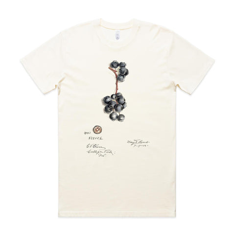 NEW CLASSIC - Blueberries