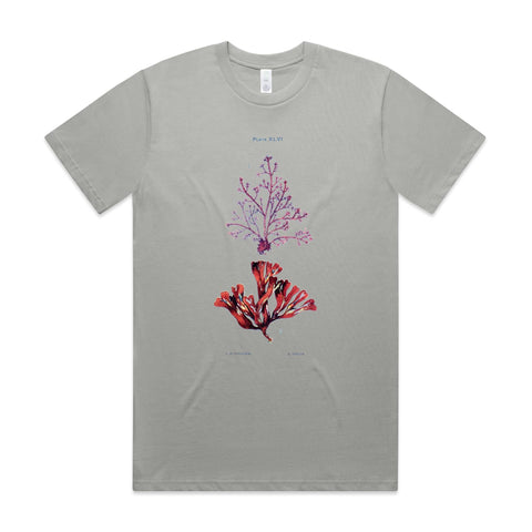 NEW CLASSIC - Corraline and Dulse