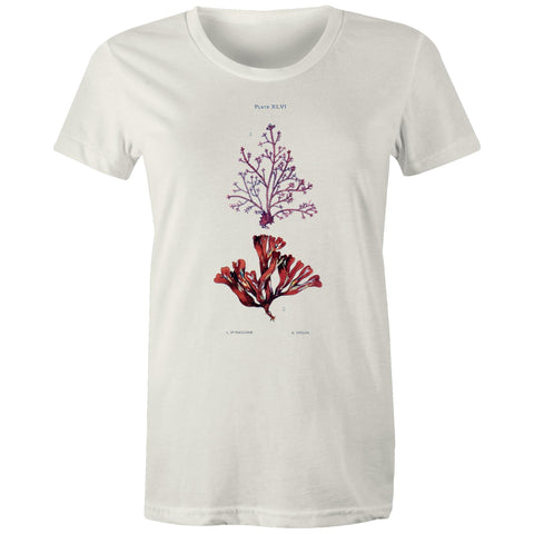 NEW MAPLE - Corraline and Dulse