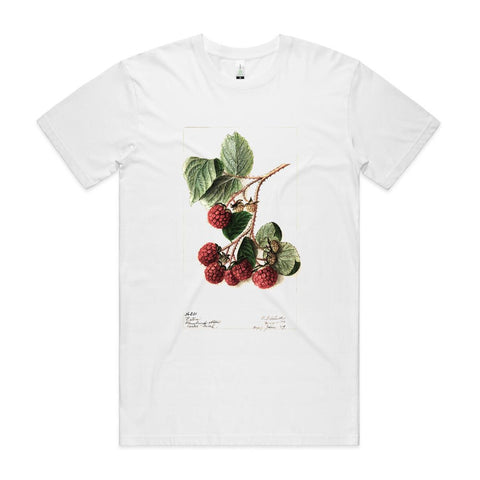 NEW STAPLE - Raspberries