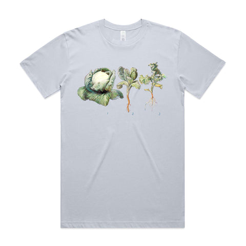 NEW CLASSIC - Cabbages