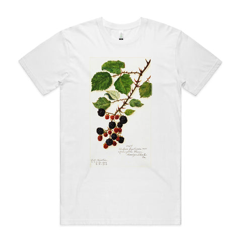 Blackberries
