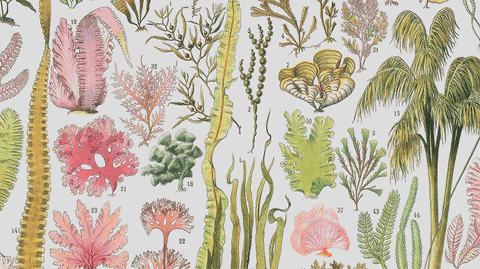 Phycological & Zoological