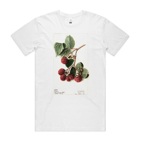 Raspberries