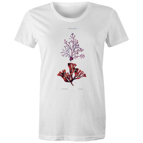 NEW MAPLE - Corraline and Dulse