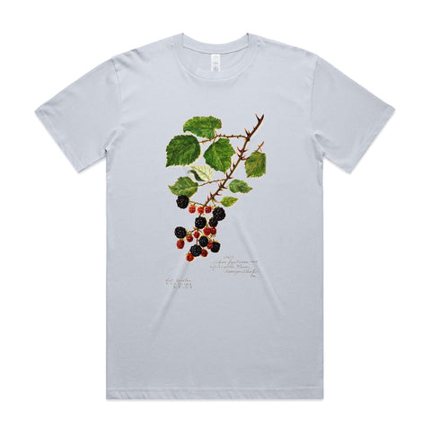 NEW CLASSIC - Blackberries