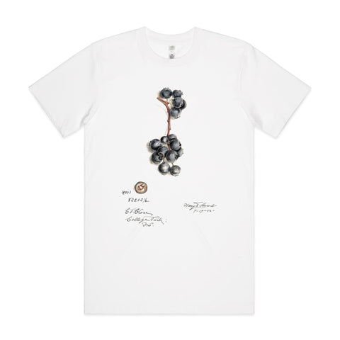 NEW CLASSIC - Blueberries