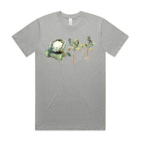 NEW CLASSIC - Cabbages