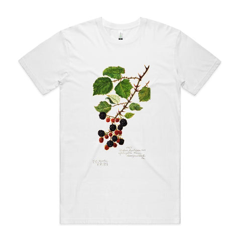 NEW STAPLE - Blackberries