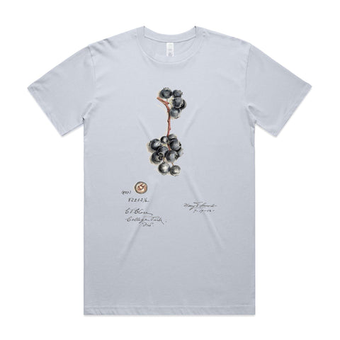 NEW CLASSIC - Blueberries