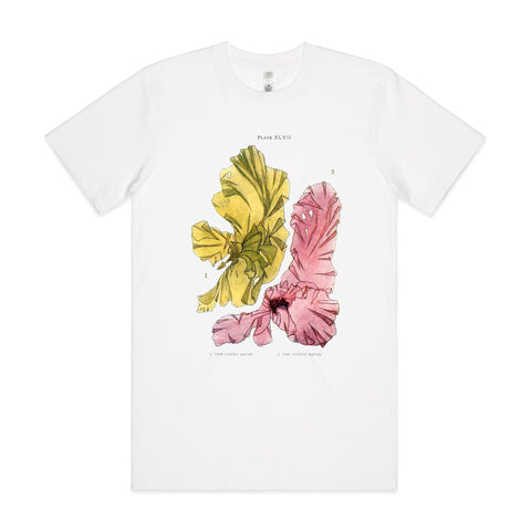 NEW CLASSIC - Green and Purple Laver