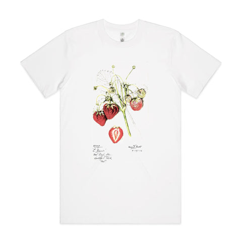 NEW CLASSIC - Strawberries
